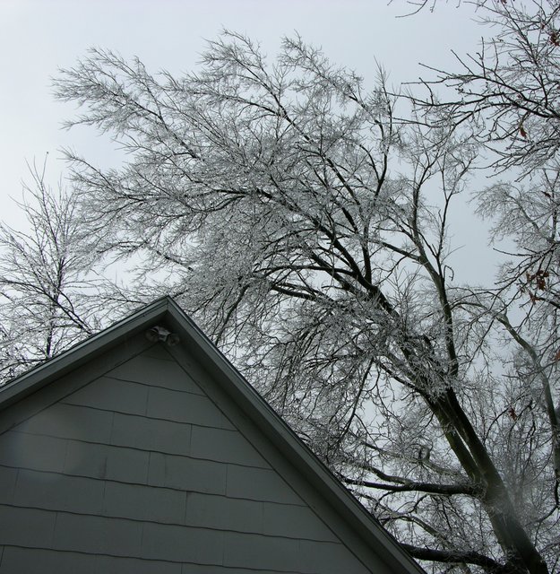 Icy tree looming over garage