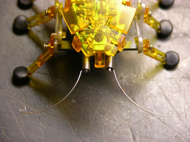 Hexbug antennae closeup