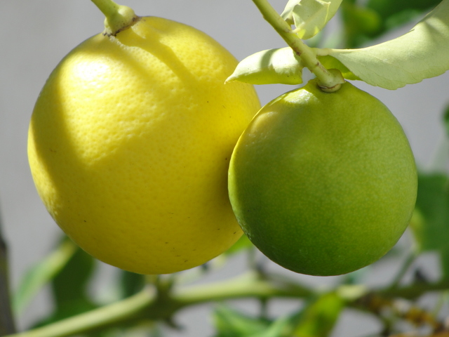 Lemons on tree