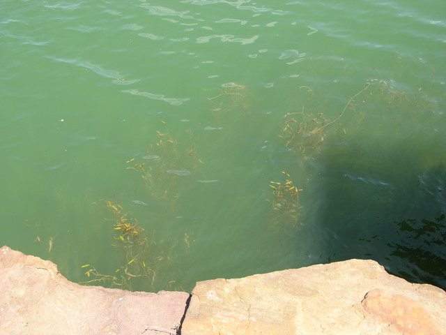 Wilson Lake, KS: submerged flora