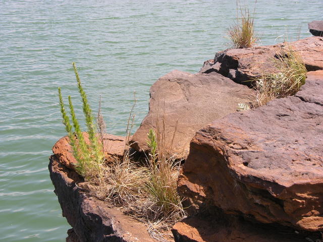 Wilson Lake, KS: rocks, flora, and water