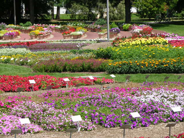 Colorado State University Annual Flower Trial Garden: rows of plantings