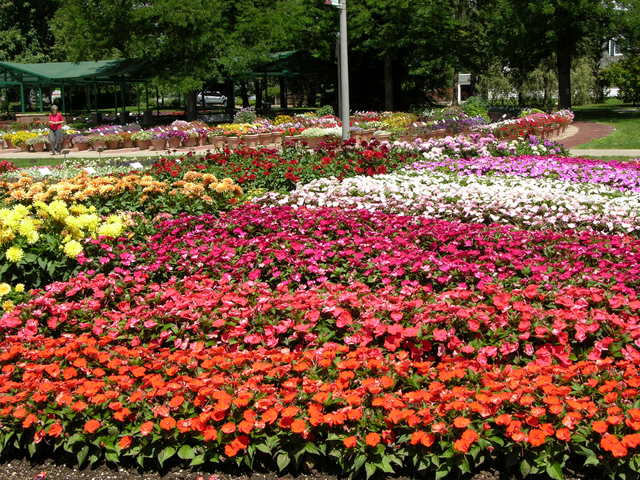 Colorado State University Annual Flower Trial Garden: rows of red plantings