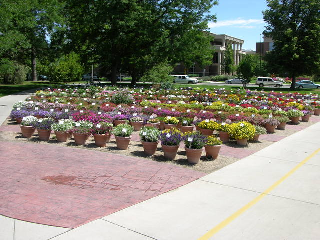 Colorado State University Annual Flower Trial Garden: potted flowers