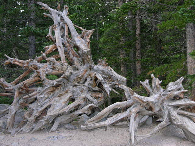 Rocky Mountain National Park: bristlecone roots by Nymph Lake