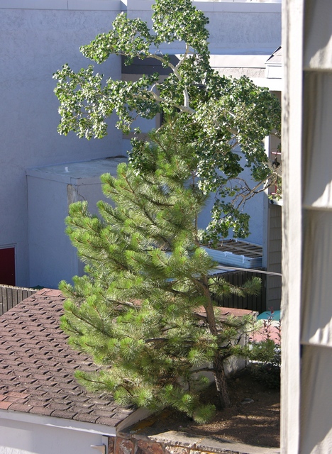 Trees behind hotel room