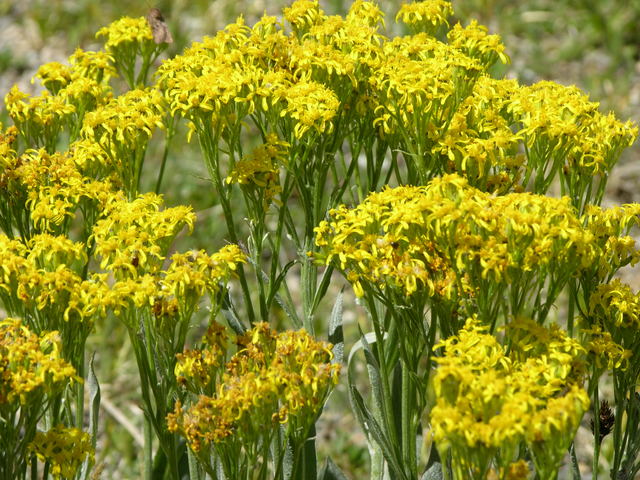 Rocky Mountain National Park: yellow wildflowers