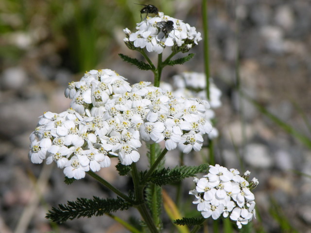 Rocky Mountain National Park: white wildflowers