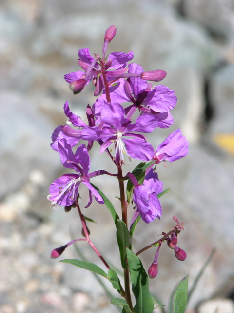 Rocky Mountain National Park: violet wildflowers