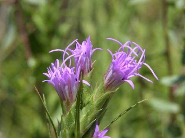 Boulder Mountain Park, Colorado: wildflower