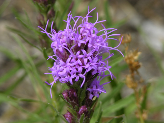 Gross Dam, Colorado: purple wildflowers