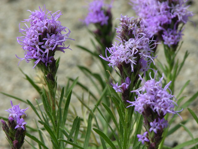 Gross Dam, Colorado: purple wildflowers