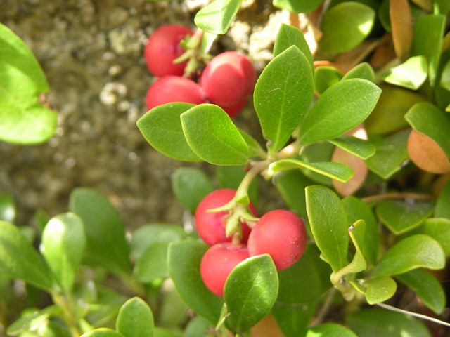 Gross Dam, Colorado: red berries