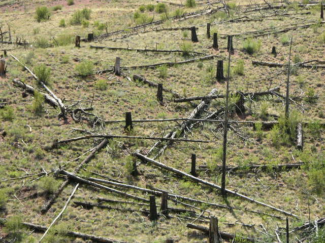 North Fork, Colorado burn area