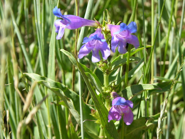 Purple wildflowers at entrance to Rocky Mountain Mennonite Camp
