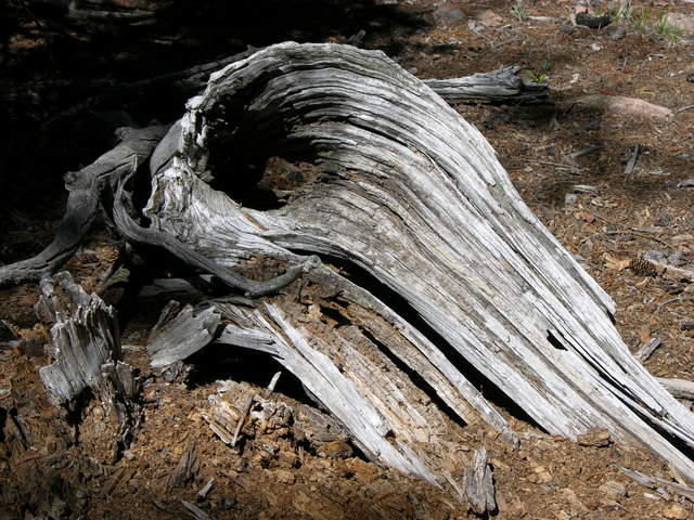 Weathered log on Raspberry Mountain, Colorado