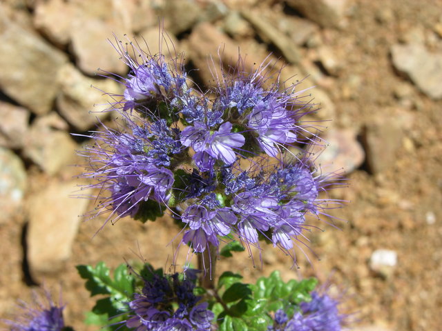 Rocky Mountain Mennonite Camp, Colorado: purple flower