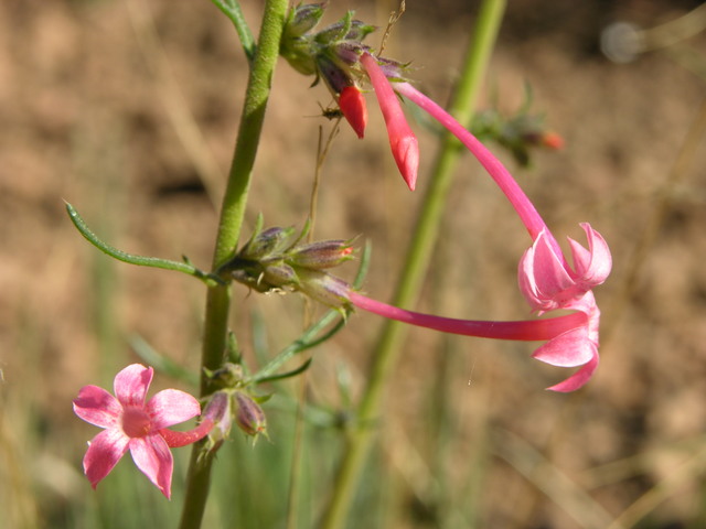 Rocky Mountain Mennonite Camp, Colorado: pink wildflowers