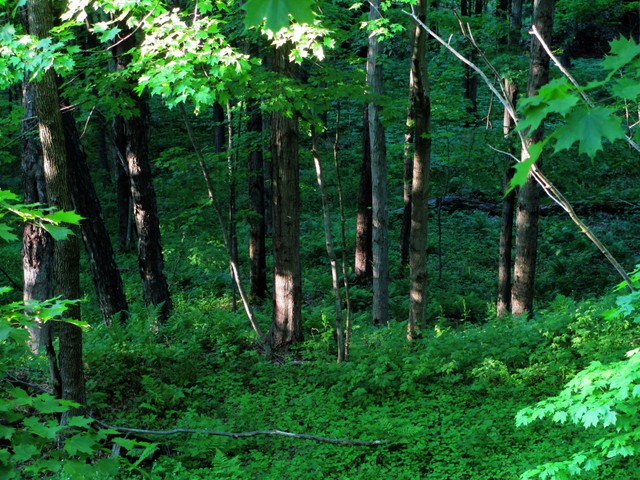 Woods on Allegheny Passage near Meyersdale, Pennsylvania